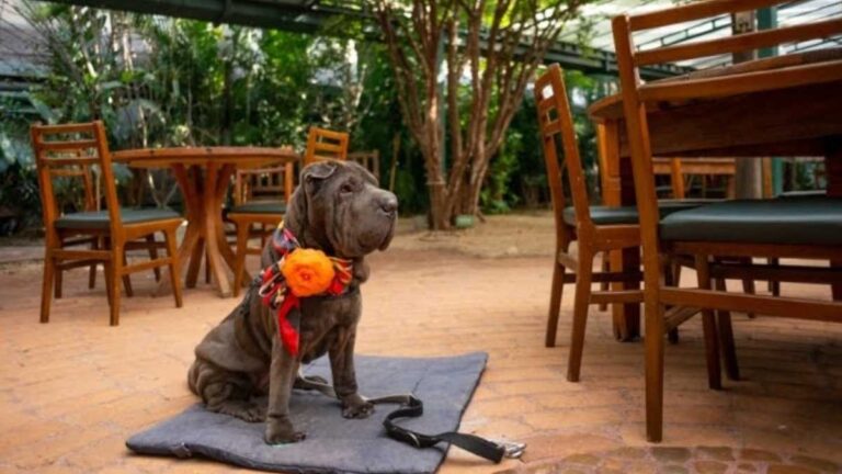 Melhores estabelecimentos pet friendly